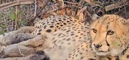 India-born 'Mukhi' gives birth to 5 cubs in Kuno; MP CM calls it 'unprecedented breakthrough'
