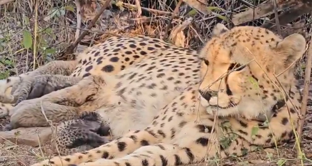 कूनो नेशनल पार्क में मादा चीता मुखी ने दिया 5 शावकों को जन्म कूनो नेशनल पार्क में मादा चीता मुखी ने दिया 5 शावकों को जन्म