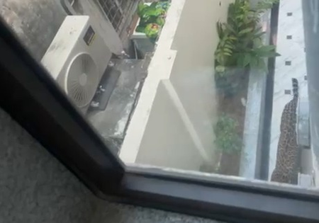 Leopard tranquilised after two-hour chase in Jaipur’s Civil Lines area (Lead)