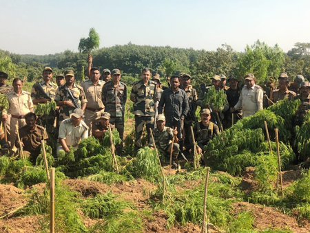 त्रिपुरा बीएसएफ ने 3 करोड़ रुपए की ड्रग्स बरामद की, 3 लाख गांजे के पौधे उखाड़े
