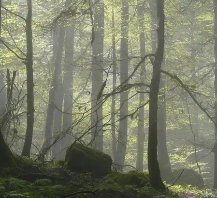 ईरान धू-धू कर जल रहा यूनेस्को की सूची में शामिल जंगल, तेहरान ने मांगी मदद