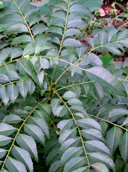 स्वास्थ्य और सौंदर्य दोनों के लिए वरदान है करी पत्ता. जानें इसके फायदे