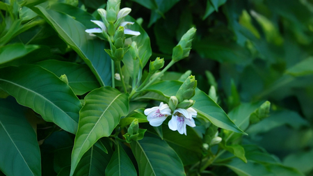 पत्तियों से लेकर जड़ तक, अडूसा का हर हिस्सा है औषधीय गुणों से भरपूर, जानें फायदे और इस्तेमाल का तरीका