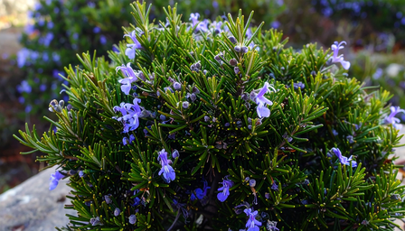 घर में लगाएं ये पौधा, मच्छर आसपास भी नहीं फटकेंगे