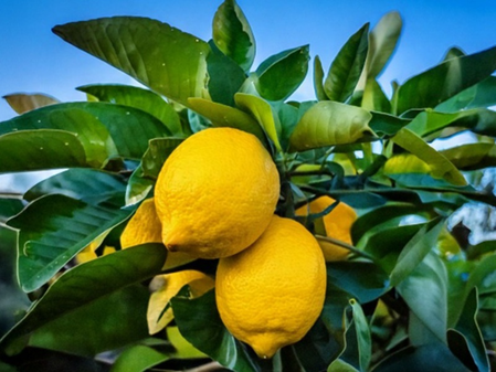 स्वभाव से खट्टा होने के बाद एसिडिटी का दुश्मन है नींबू, बस जान लें सेवन के तरीके