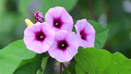 बुढ़ापे की लाठी है विधारा, जड़ से लेकर फूल तक सब फायदेमंद, जानें इस्तेमाल का तरीका