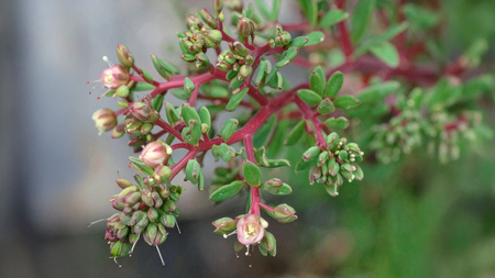 दूधी  अस्थमा, पेट और त्वचा के लिए चमत्कारी औषधीय पौधा, जानिए घरेलू उपाय