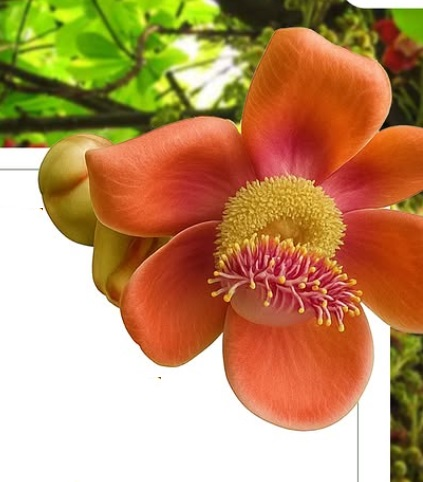 प्रकृति का तोहफा तोप के गोले सा दिखता है नागलिंग का फल, सेवन से मिलते हैं अनगिनत फायदे