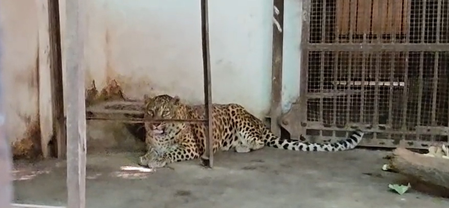 अंतरराष्ट्रीय चीता दिवस  भारत में बढ़ रही चीतों की संख्‍या, पीएम मोदी की पहल सराहनीय