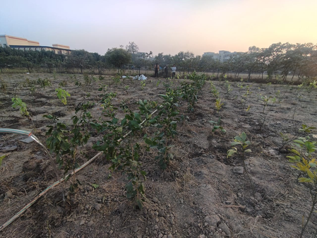 सीआईएसएफ-एसएसजी ने ग्रुप कैंपस में चलाया पौधरोपण का अभियान, एक हजार पौधे लगाए