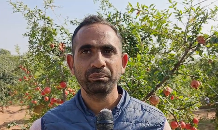 Rajasthan: New pomegranate varieties hold promise on rising farmers’ income Rajasthan: New pomegranate varieties hold promise on rising farmers’ income