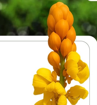 दाद मर्दन पौधा त्वचा के लिए फायदेमंद है ये फूल, कई हैं इसके फायदे