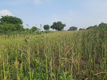 Continuous rainfall damages maize crops in TN's Veppanthattai; farmers seek compensation