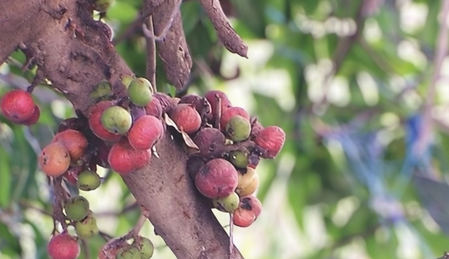 आयुर्वेद का यह पेड़ आपकी उम्र करेगा लंबी, थकान और दर्द भी कर देगा छूमंतर