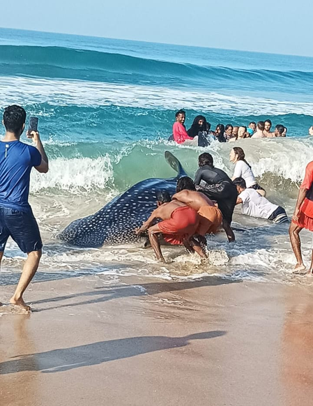 13-foot whale shark rescued in Kollam in Kerala's 50th coastal rescue effort