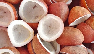 सरकार ने कोपरा के एमएसपी में बढ़ोतरी को दी मंजूरी, किसानों को होगा इतना फायदा सरकार ने कोपरा के एमएसपी में बढ़ोतरी को दी मंजूरी, किसानों को होगा इतना फायदा