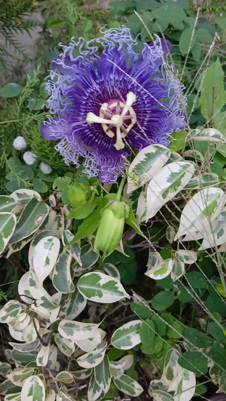 हाई ब्लड प्रेशर की समस्या में रामबाण है कृष्ण कमल, डायबिटीज में भी लाभदायी