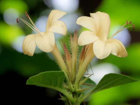 वज्रदंती दांतों के लिए चमत्कारी औषधि, ओरल हेल्थ में है रामबाण वज्रदंती दांतों के लिए चमत्कारी औषधि, ओरल हेल्थ में है रामबाण