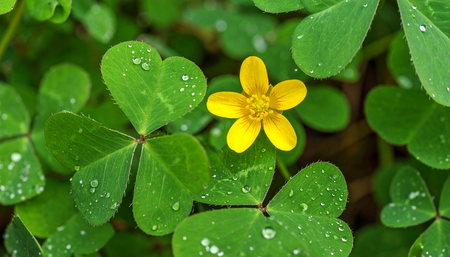 चांगेरी पाचन, इम्यूनिटी और त्वचा के लिए जादुई औषधीय पौधा, जानें फायदे