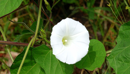 शंखपुष्पी का फूल आयुर्वेद की अनमोल औषधि, अनिद्रा दूर कर दिमाग को देता है शांति और ताकत
