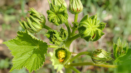 अतिबला  शरीर को अति बल देने वाली प्राकृतिक औषधि, जानें फायदे