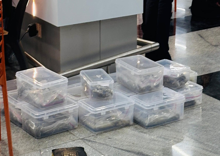 सूरत एयरपोर्ट पर कपल से 17.658 किलो हाइड्रोपोनिक वीड जब्त, कीमत 17.5 करोड़