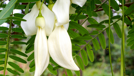 सिरदर्द से लेकर जोड़ों तक, हर समस्या से निजात दिलाएगी ये आयुर्वेदिक जड़ी-बूटी सिरदर्द से लेकर जोड़ों तक, हर समस्या से निजात दिलाएगी ये आयुर्वेदिक जड़ी-बूटी