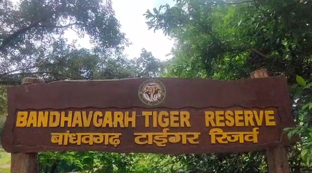 मध्य प्रदेश बांधवगढ़ टाइगर रिजर्व में पर्यटकों ने नए साल का जोरदार स्वागत किया मध्य प्रदेश बांधवगढ़ टाइगर रिजर्व में पर्यटकों ने नए साल का जोरदार स्वागत किया