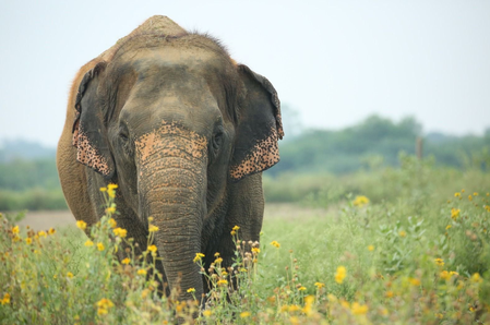 उत्तराखंड : रामनगर में हाथी के हमले से महिला घायल, लोगों में दहशत का माहौल