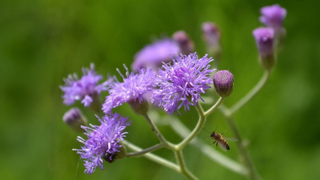 दादी नानी के घरेलू उपाय: किडनी और लिवर की सफाई ही नहीं, पेशाब की जलन को कम करने में भी मददगार है ये चमत्कारी जड़ी-बूटी