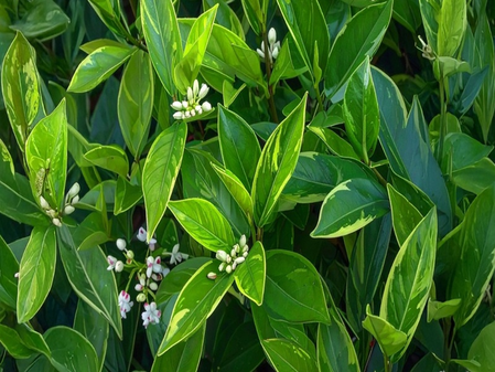 खून को साफ करने और बुखार को कम करने समेत इन 5 समस्याओं के लिए काल है काममेघ के पत्तों का काढ़ा