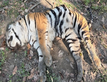 काजीरंगा नेशनल पार्क में पिछले पांच दिनों के अंदर दूसरे बाघ का मिला शव