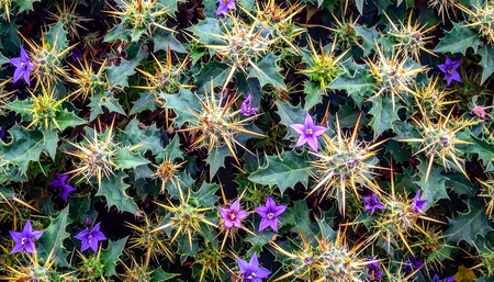 जंगल का रहस्यमयी पौधा है भटकटैया, जिसके फूल, तने और बीज, सब में छिपे हैं औषधीय गुण