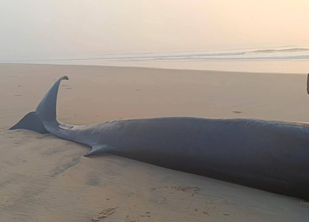 ओडिशा के जगतसिंहपुर में नदी के मुहाने पर मृत मिली 30 फीट लंबी व्हेल, जांच तेज