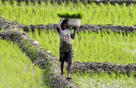 Farmers look to Budget 2026-27 for relief and guarantees Farmers look to Budget 2026-27 for relief and guarantees