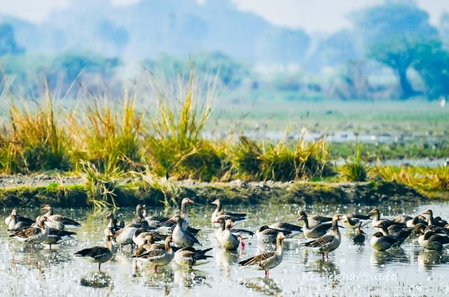 उत्तर प्रदेश: एटा का ‘पटना पक्षी अभयारण्य’ रामसर साइट्स घोषित