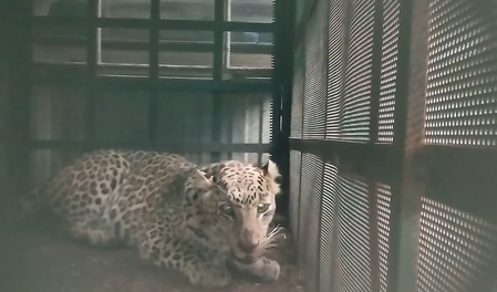 मध्य प्रदेश: इंदौर के सनावदिया गांव में तेंदुए का सफल रेस्क्यू, जंगल में छोड़ा गया