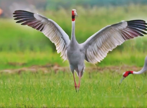 यूपी में बढ़ा राज्य पक्षी सारस का कुनबा शीतकालीन गणना में 20,628 सारस मिले