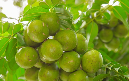 विटामिन सी का खजाना है आमड़ा, इन लोगों को जरूर करना चाहिए इसका सेवन