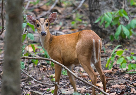 श्वान सा भौंके, नुकीले दांतों से शिकार करे, जंगल का छोटा लेकिन खतरनाक 'बार्किंग डियर'