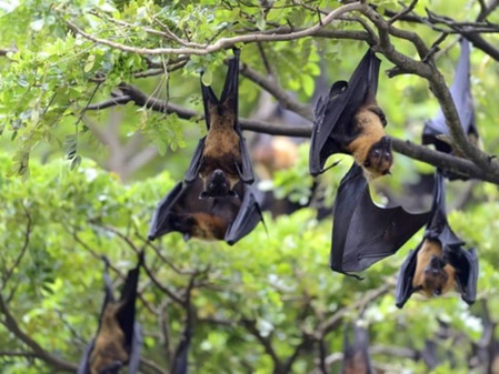 nipah virus death