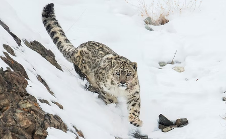 50 फीट तक छलांग... 'मायावी' हिम तेंदुए को क्यों कहा जाता है 'घोस्ट ऑफ द माउंटेंस'