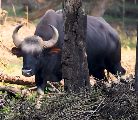 विशाल शरीर और गजब की ताकत, जंगल का मजबूत सिपाही है 'इंडियन बाइसन'