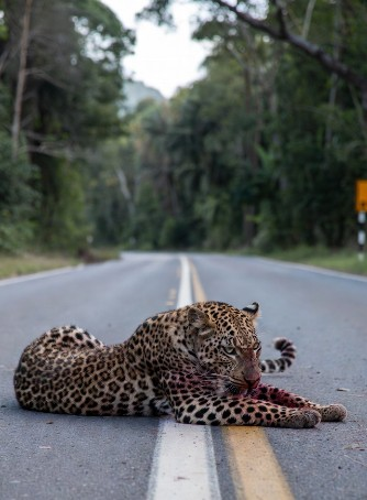 रायसेन बायपास पर सड़क दुर्घटना में घायल तेंदुआ जंगल में गायब, वन विभाग ने बढ़ाई सतर्कता