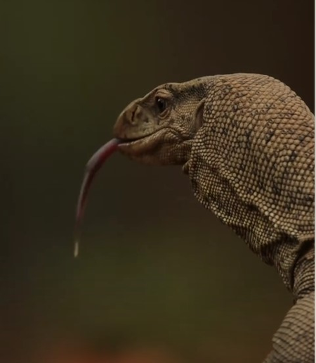 मॉनिटर लिजार्ड  फुफकारने वाली विशाल छिपकली, तस्करी की वजह से संकटग्रस्त