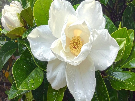 गुणकारी है गुलाब की तरह दिखने वाला गंधराज, जान लें इसके फायदे