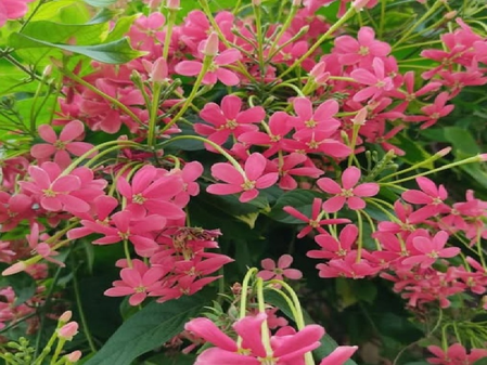 मधुमालती: सुंदरता के साथ सेहत का वरदान! खांसी, गठिया और मासिक धर्म के दर्द में बेहद असरदार