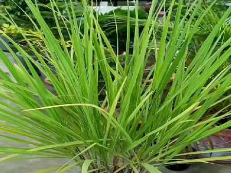 छोटा सा लेमन ग्रास, सदियों से आयुर्वेद का अनमोल खजाना: खाने से लगाने तक, यह है आपकी सेहत का वरदान