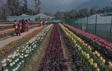 हिमाचल का पहला, देश का दूसरा! पालमपुर ट्यूलिप गार्डन ने 70 हज़ार से ज़्यादा पर्यटकों को किया मंत्रमुग्ध