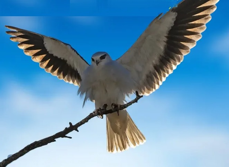 आसमान का चतुर शिकारी ब्लैक-शोल्डर काइट, कहलाता है किसान मित्र